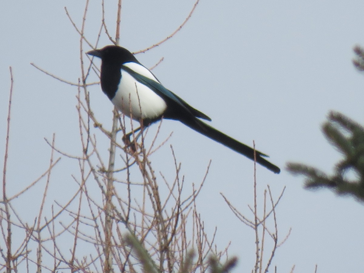 Black-billed Magpie - Val Landwehr