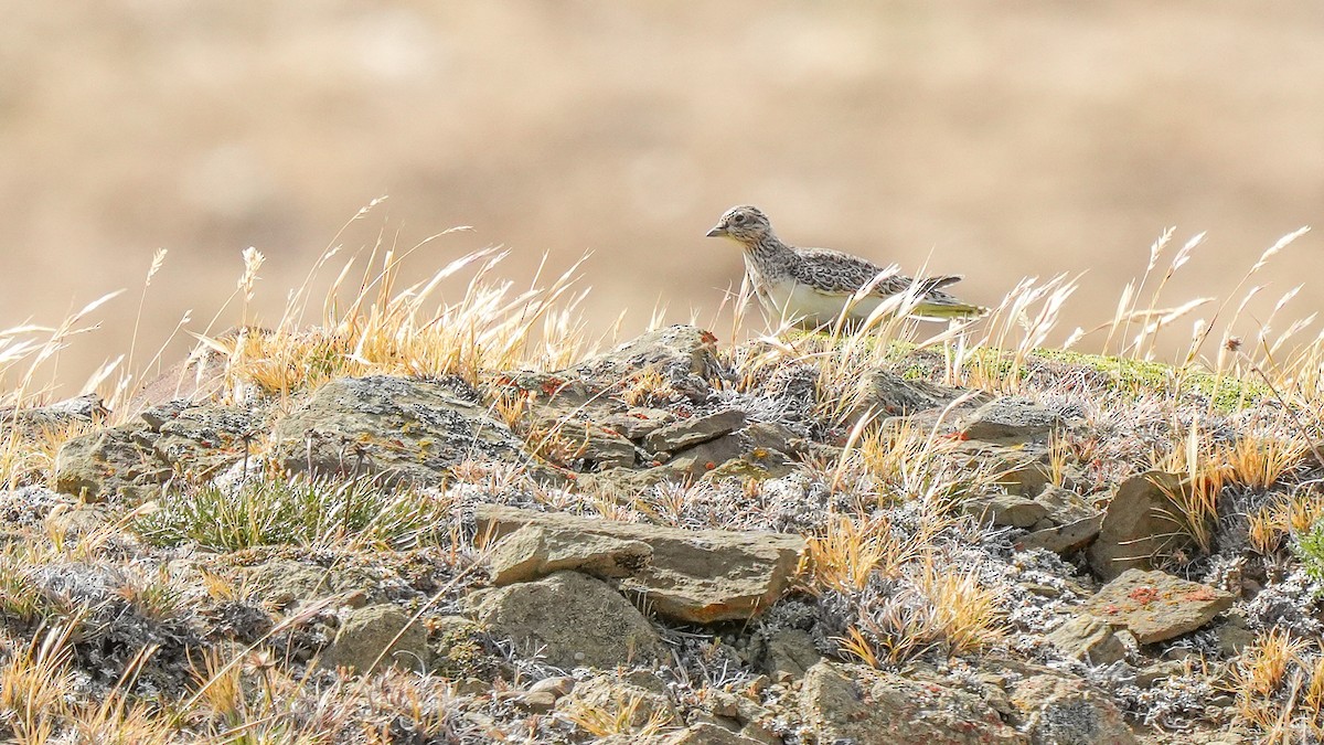dvergrypesnipe - ML614798424