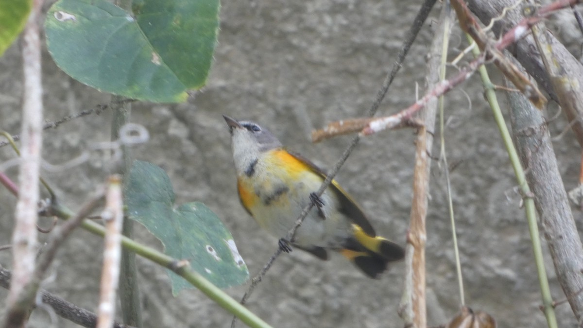 American Redstart - ML614798427