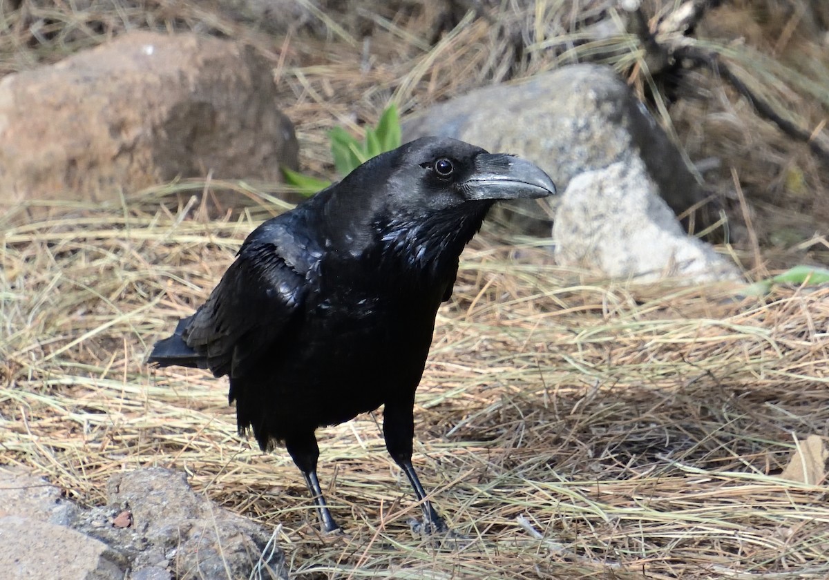 Common Raven - ML614798430