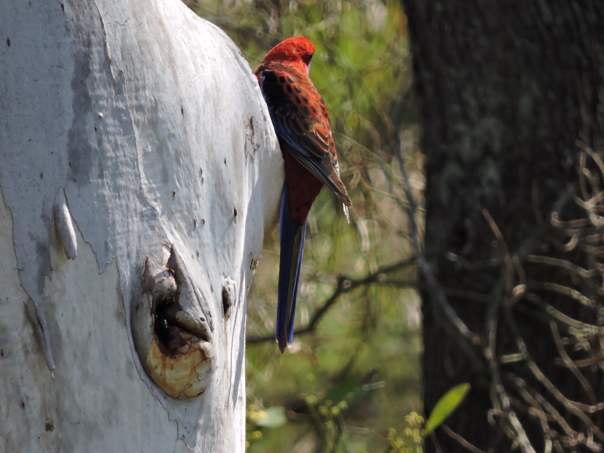 Crimson Rosella - ML614798451