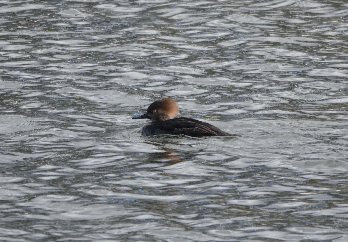 Hooded Merganser - ML614798460