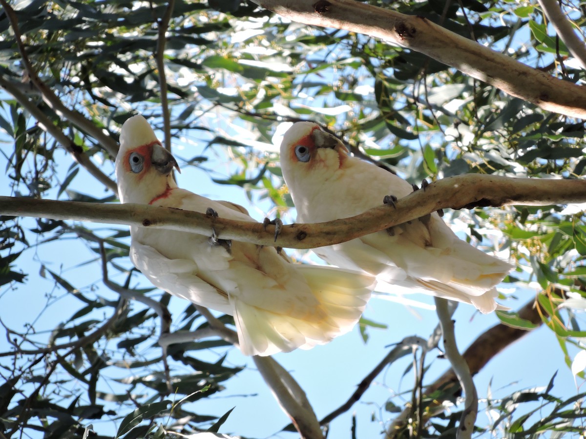 Long-billed Corella - ML614798461