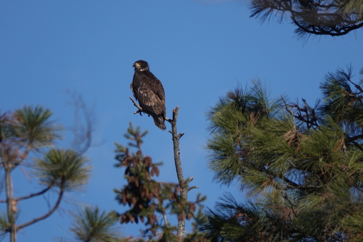 Bald Eagle - ML614798494