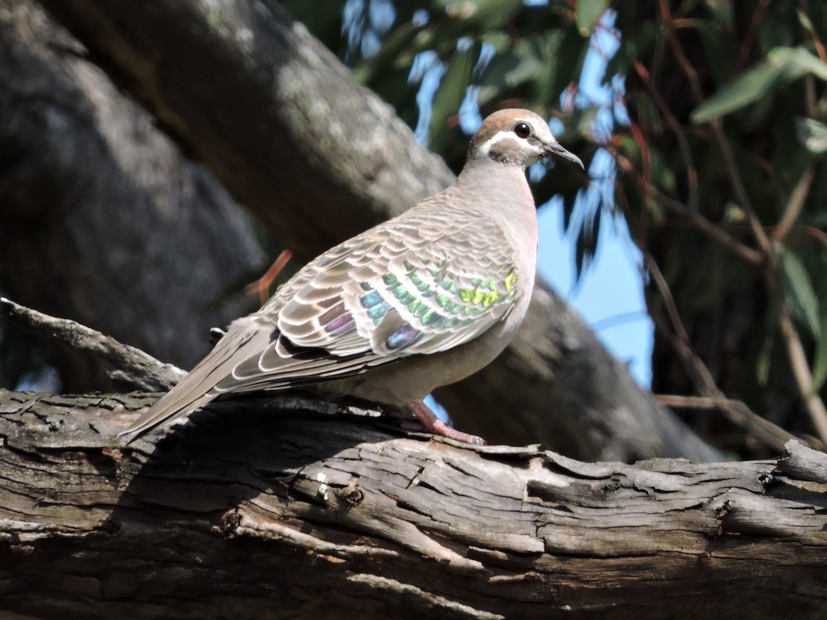 Common Bronzewing - ML614798522