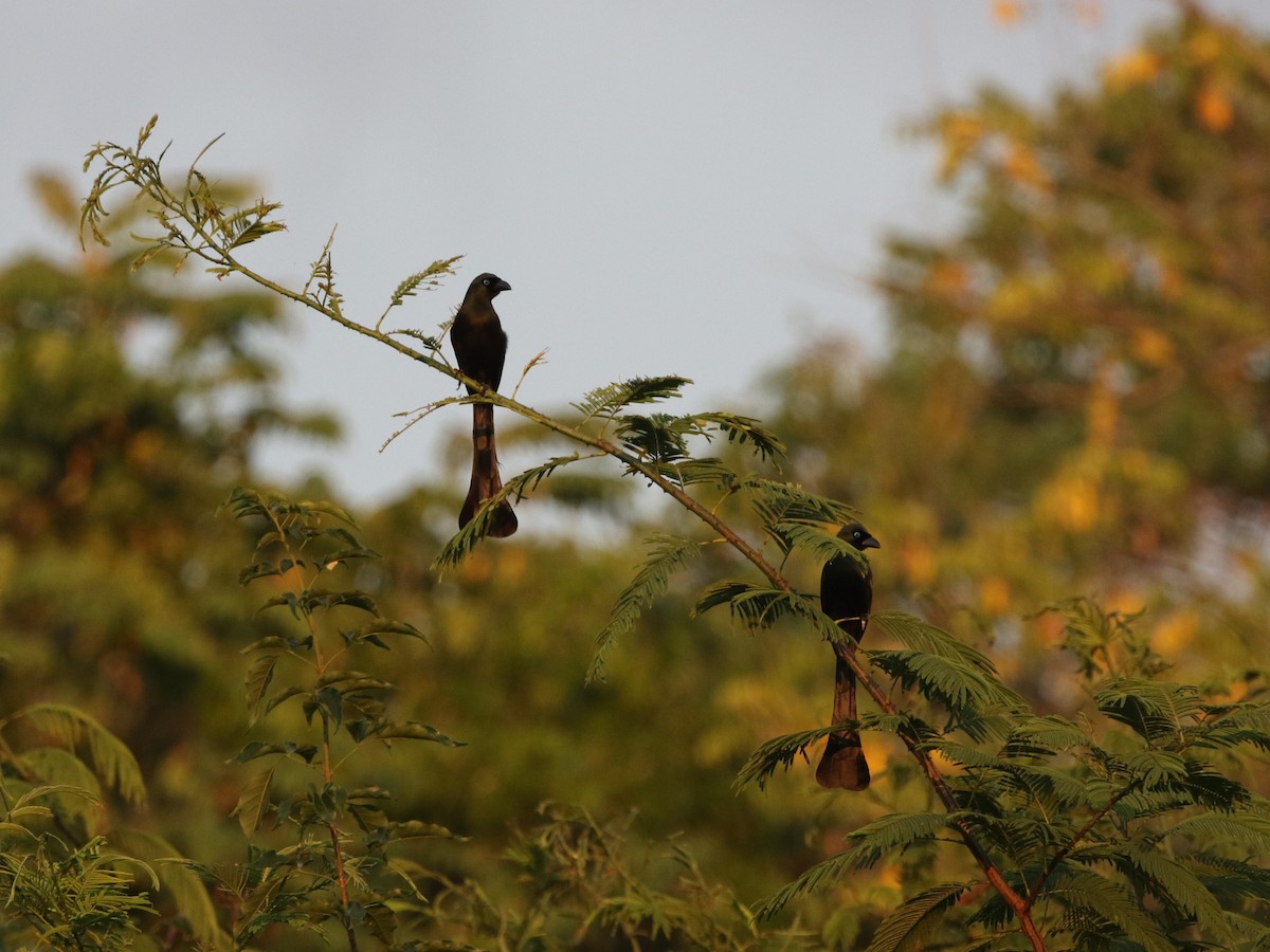 Racket-tailed Treepie - ML614798528