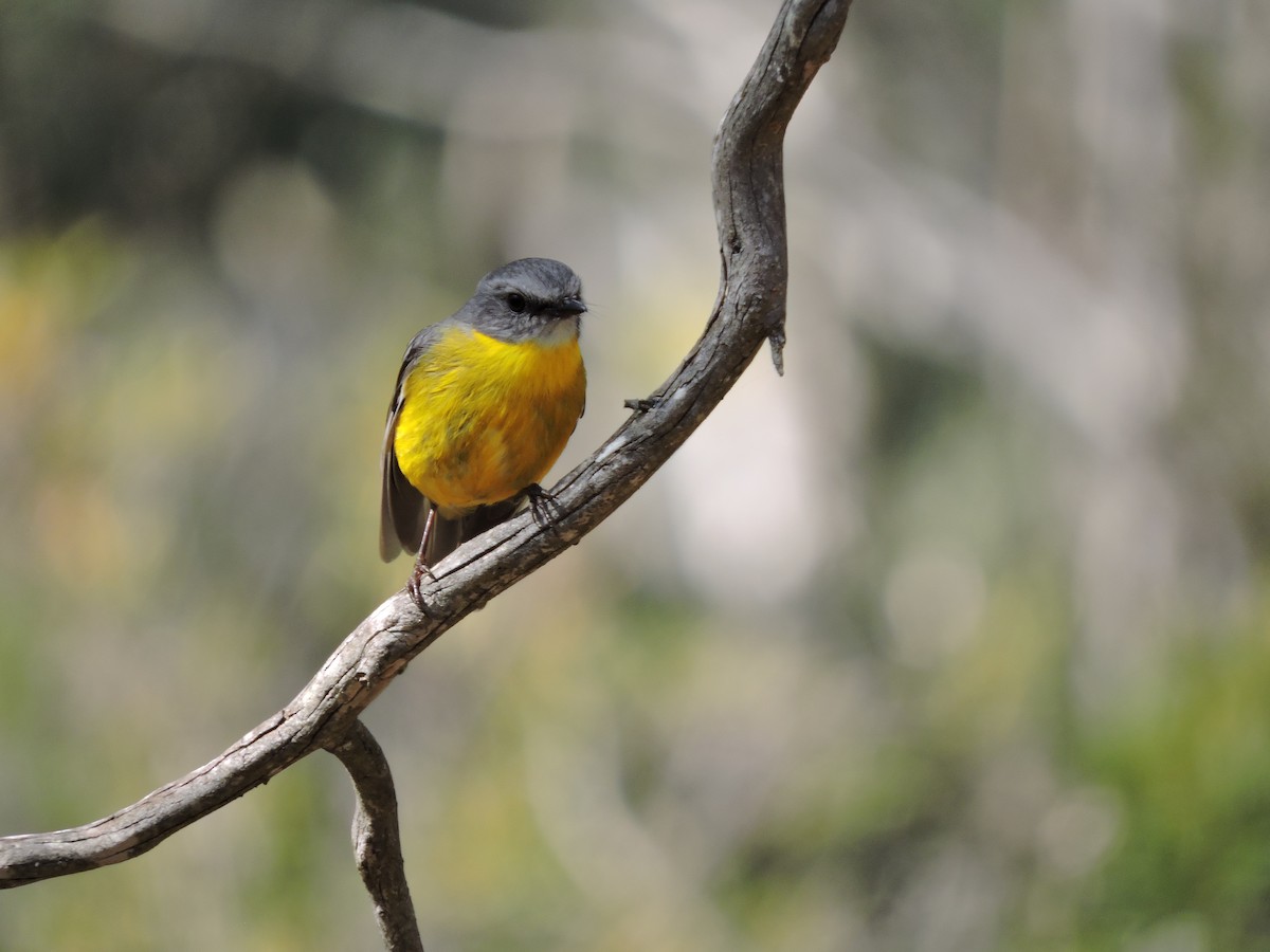 Eastern Yellow Robin - ML614798537