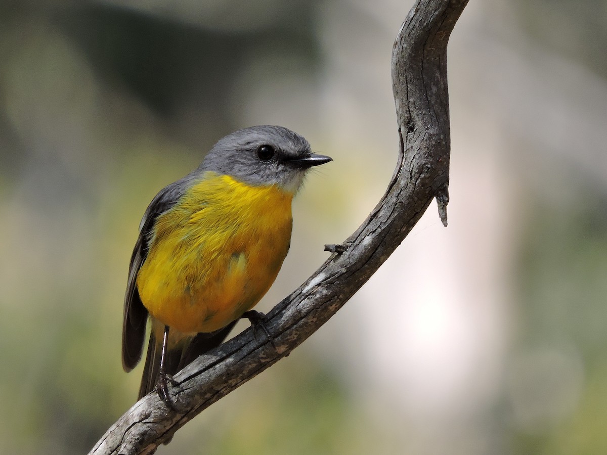 Eastern Yellow Robin - ML614798538