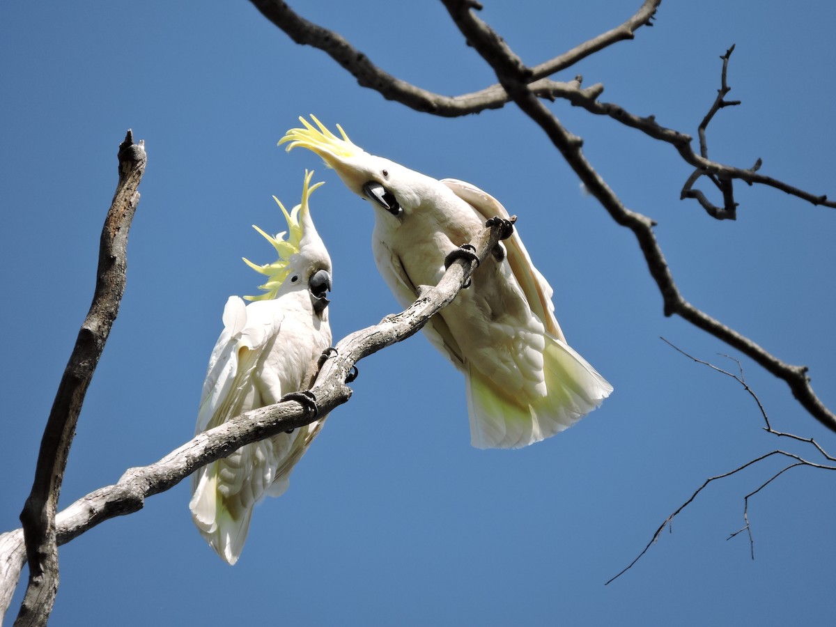 Sulphur-crested Cockatoo - ML614798559