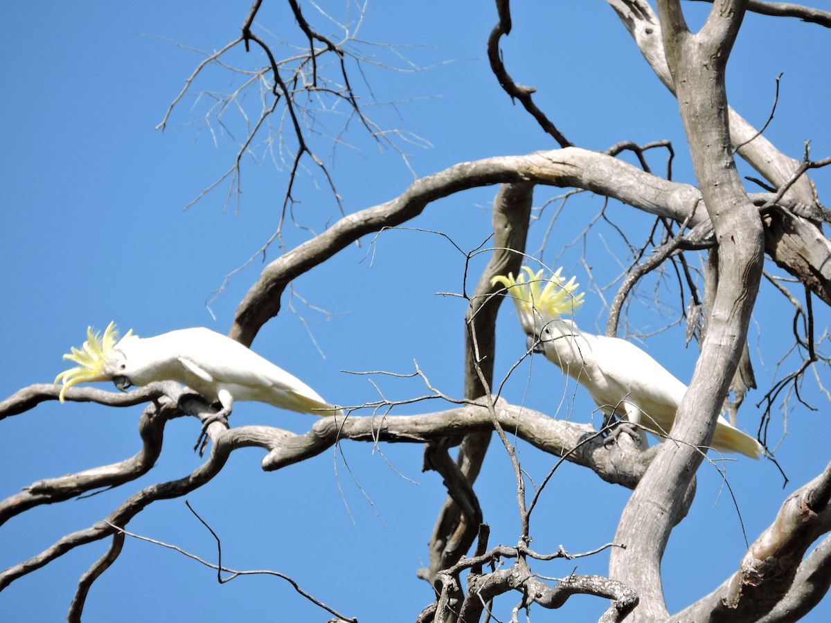 Sulphur-crested Cockatoo - ML614798560