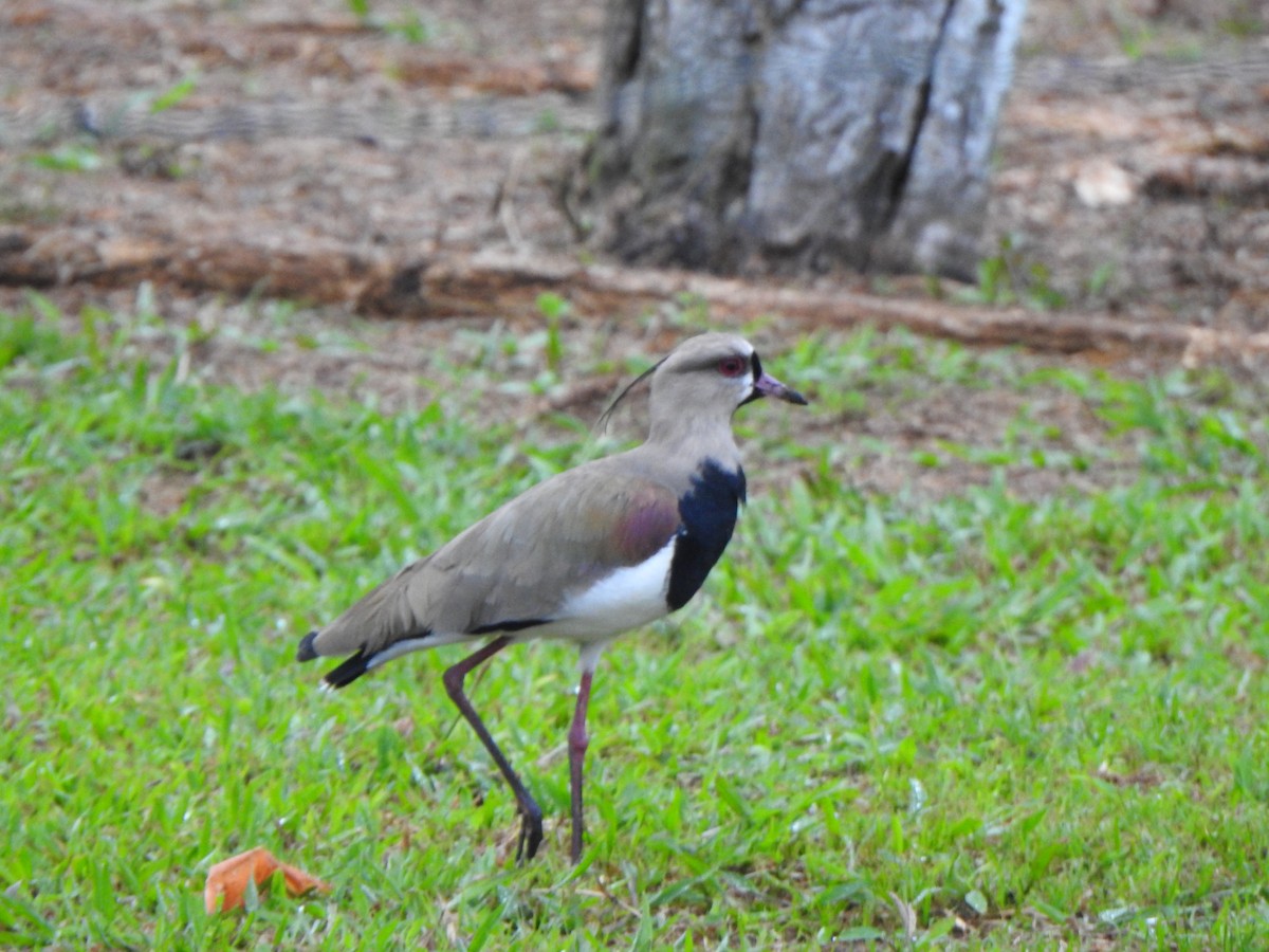 Southern Lapwing - Anna Stalcup