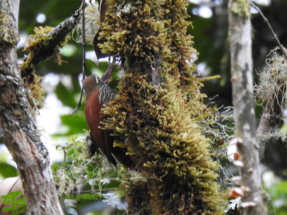 Pearled Treerunner - ML614798701