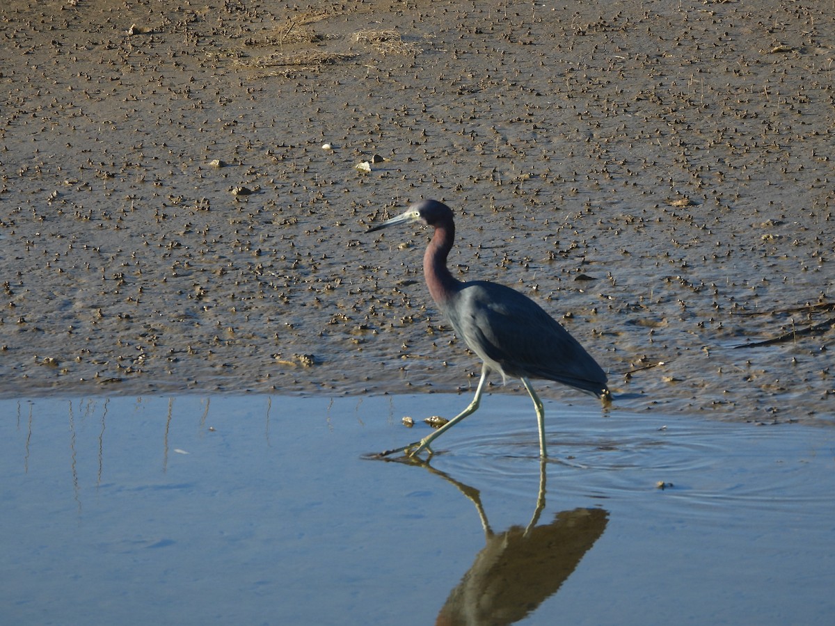 Little Blue Heron - ML614798741