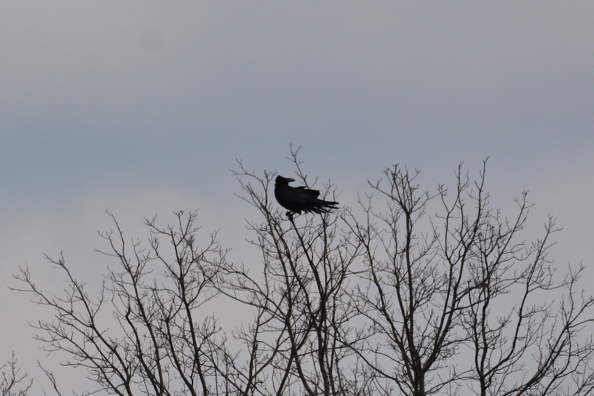 Common Raven - Peter Anderson