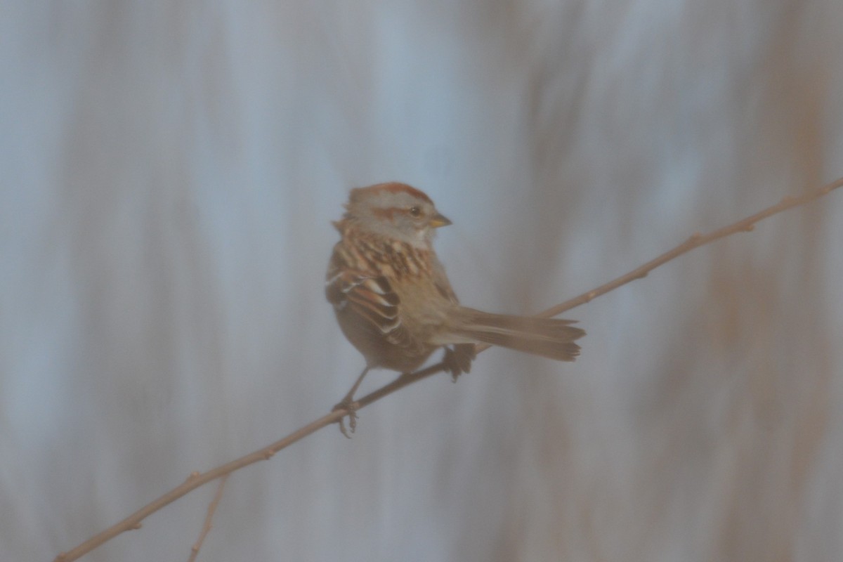 American Tree Sparrow - ML614798819