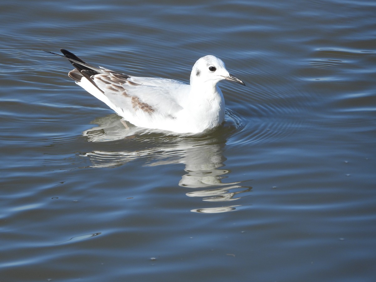 Bonaparte's Gull - ML614798822