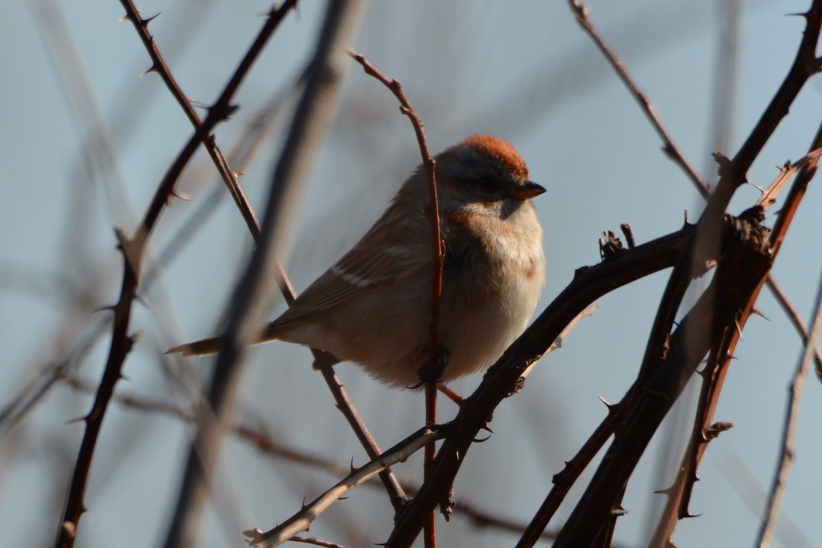 American Tree Sparrow - ML614798826