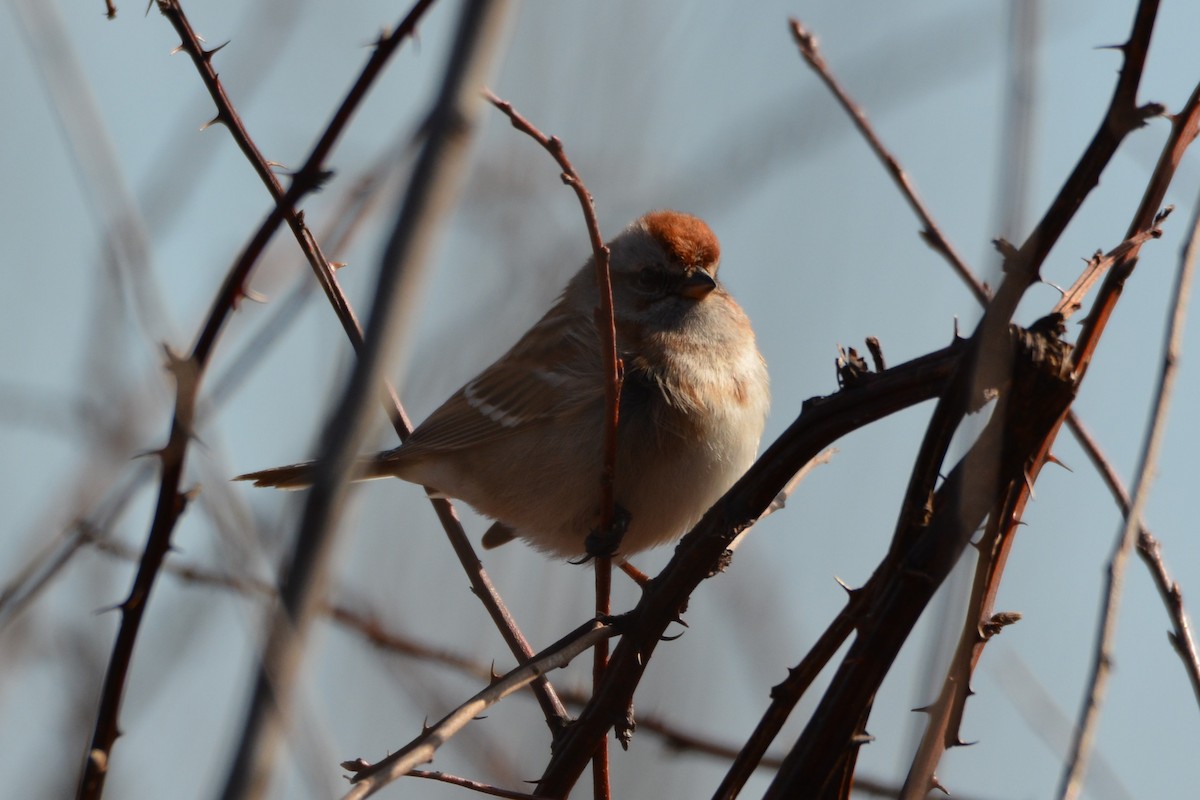 American Tree Sparrow - ML614798832