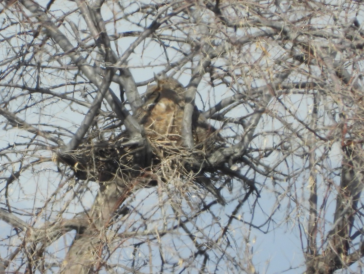 Great Horned Owl - ML614798850