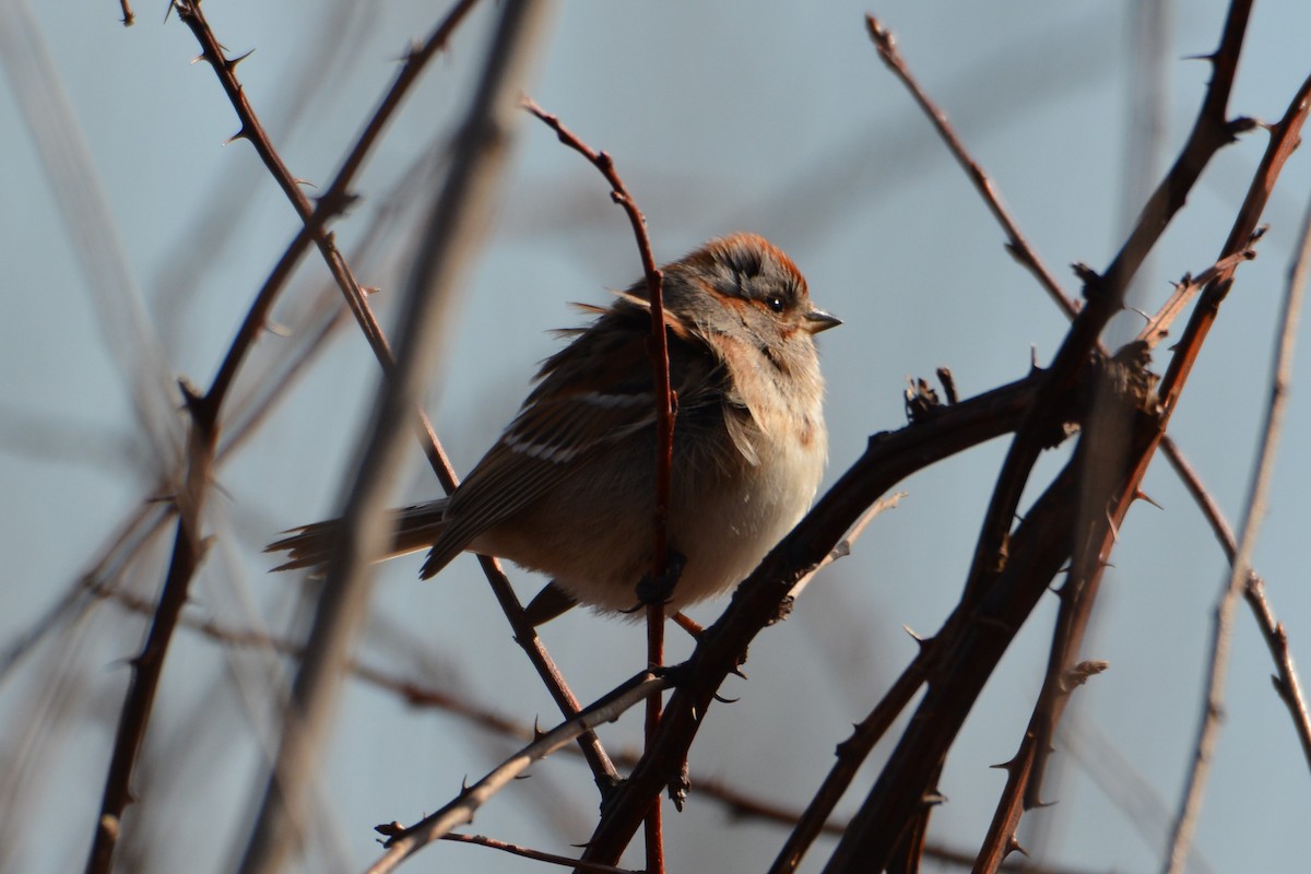 American Tree Sparrow - ML614798851