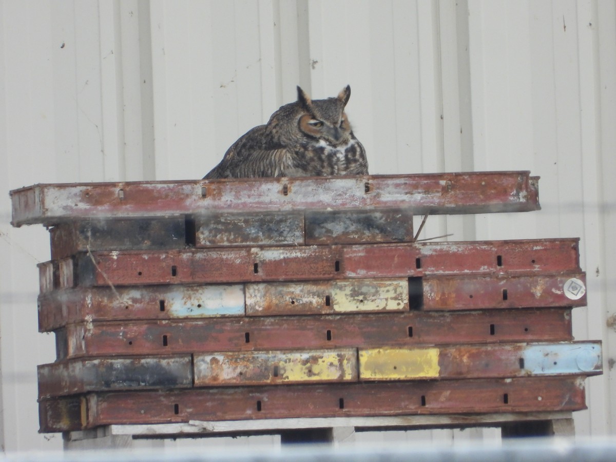 Great Horned Owl - ML614798852