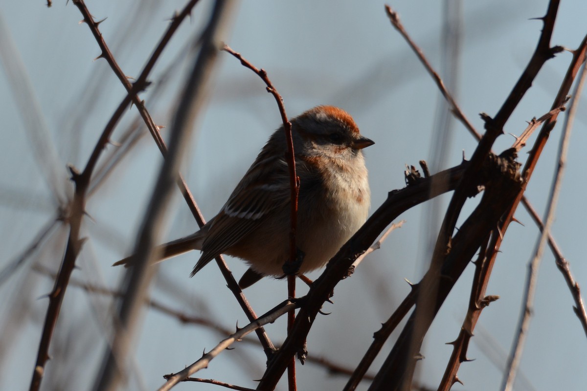 American Tree Sparrow - ML614798859