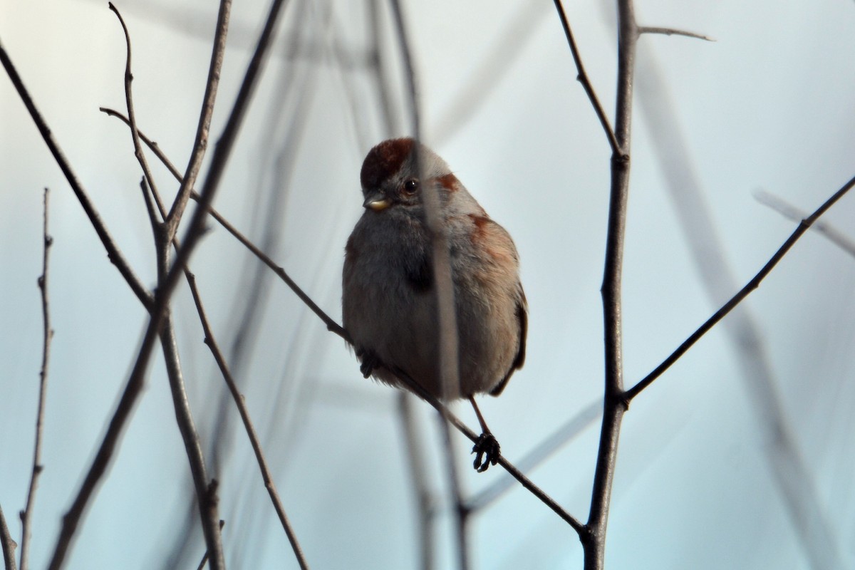 American Tree Sparrow - ML614798882