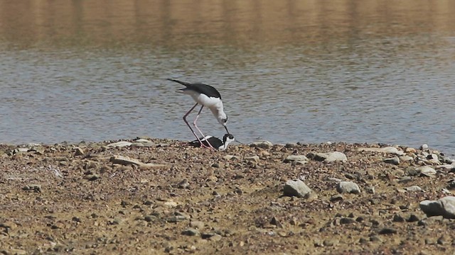 Black-winged Stilt - ML614798953