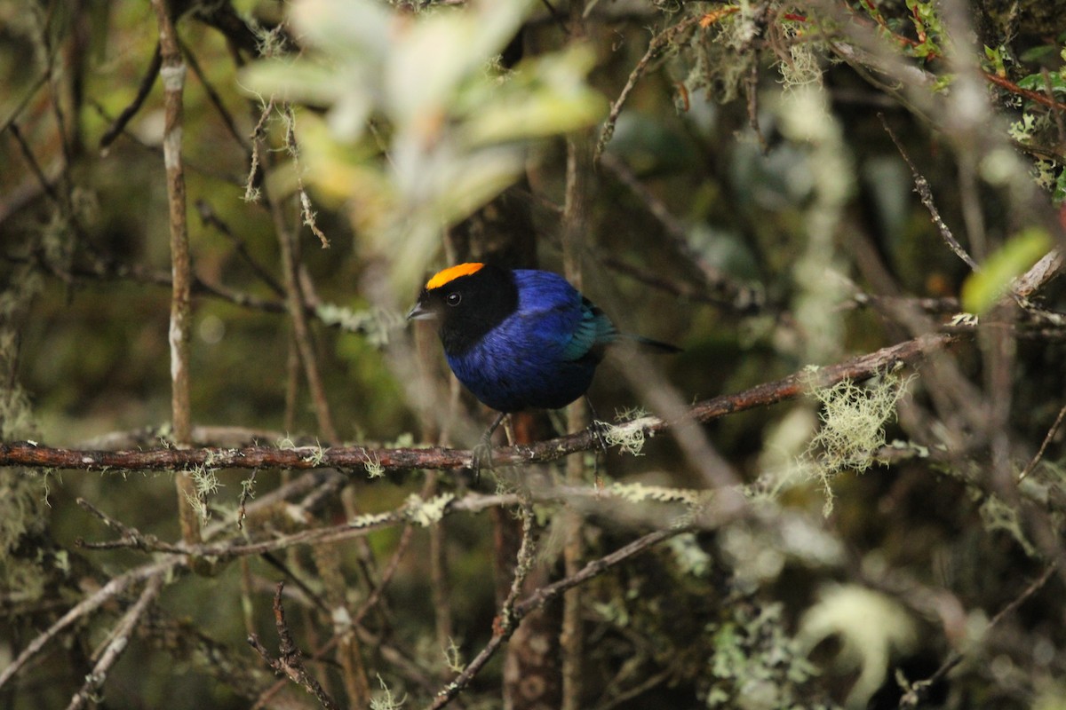 Golden-crowned Tanager - ML614798993