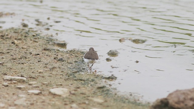 Common Sandpiper - ML614798999