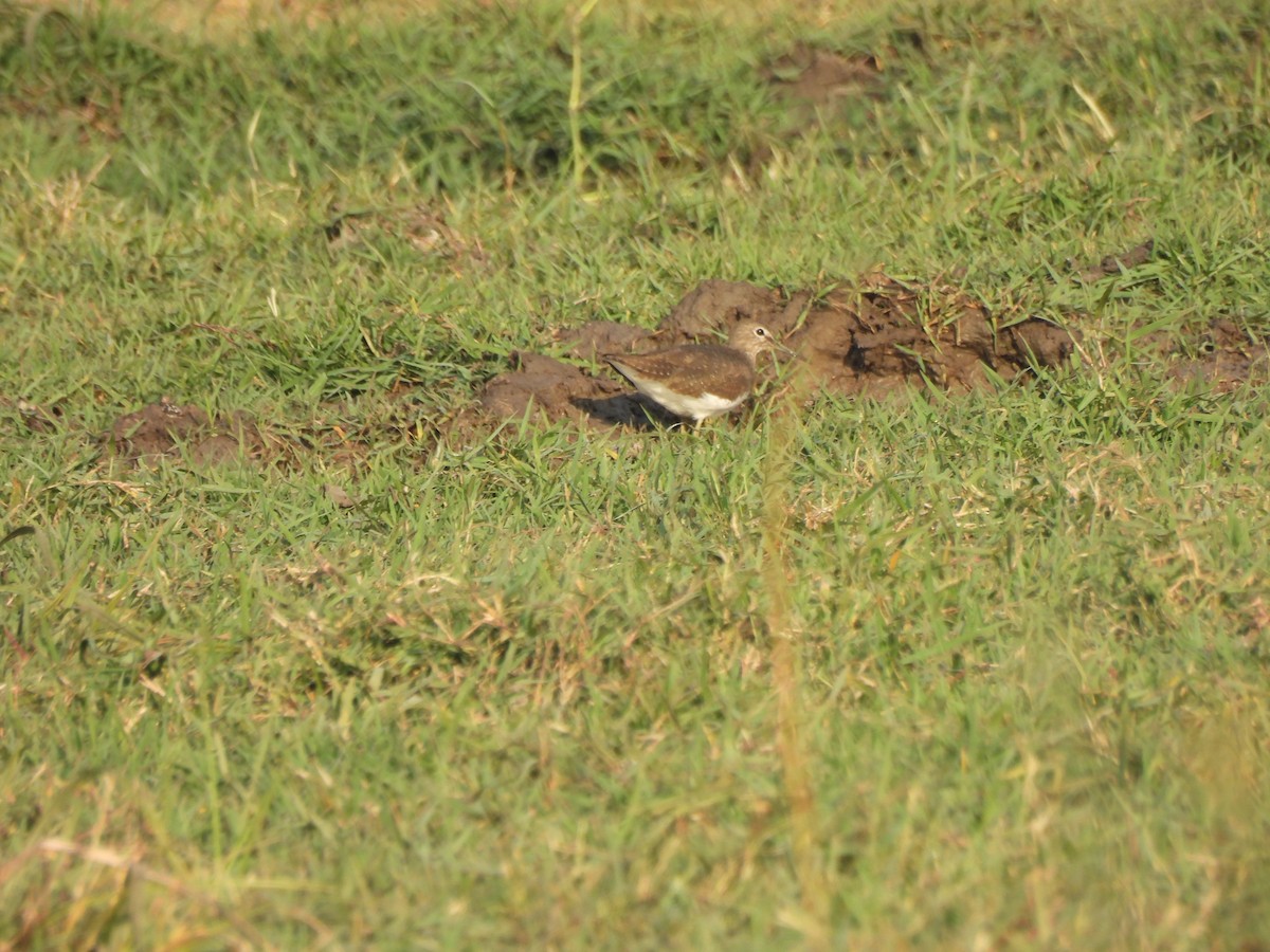 Green Sandpiper - ML614799014