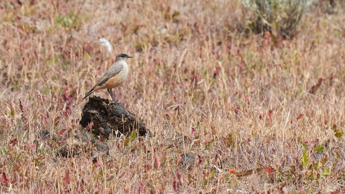 Cinnamon-bellied Ground-Tyrant - ML614799156