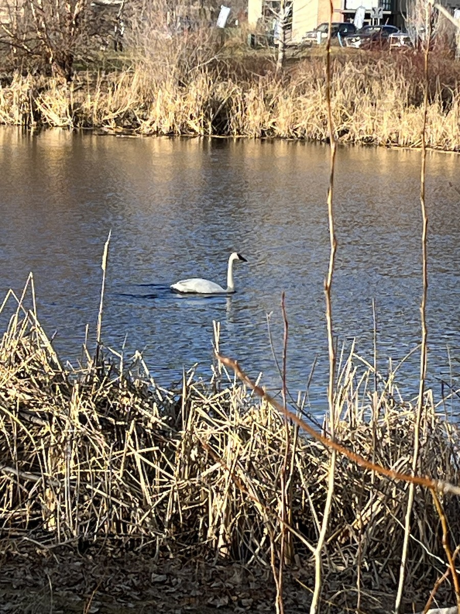 Trumpeter Swan - ML614799209