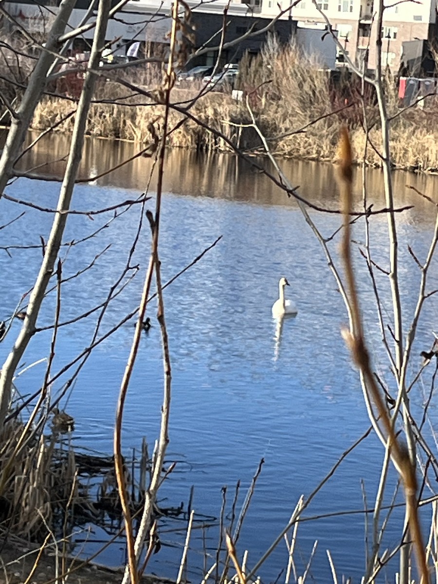 Trumpeter Swan - ML614799210