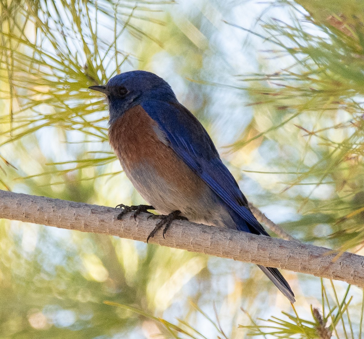 Western Bluebird - ML614799252