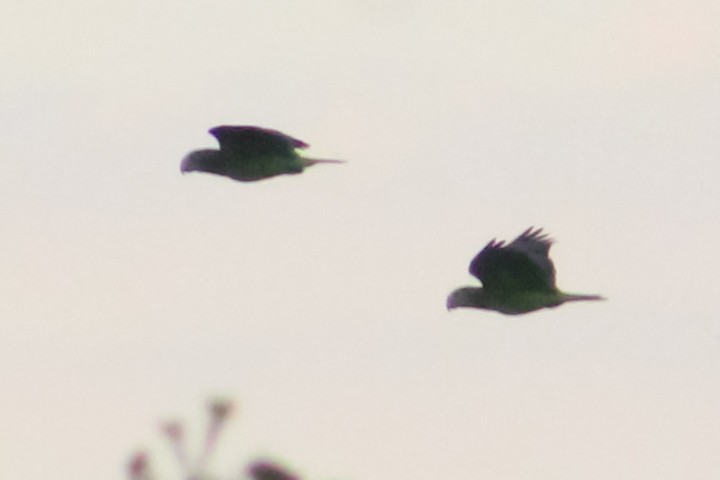 Yellow-shouldered Parrot - ML614799304