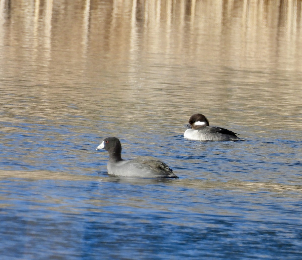 American Coot - ML614799307