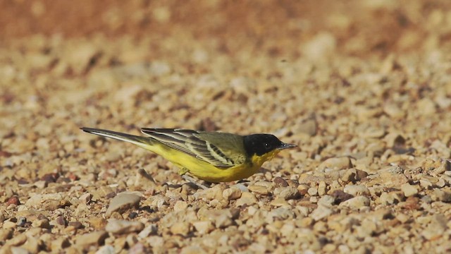 Western Yellow Wagtail (feldegg) - ML614799322