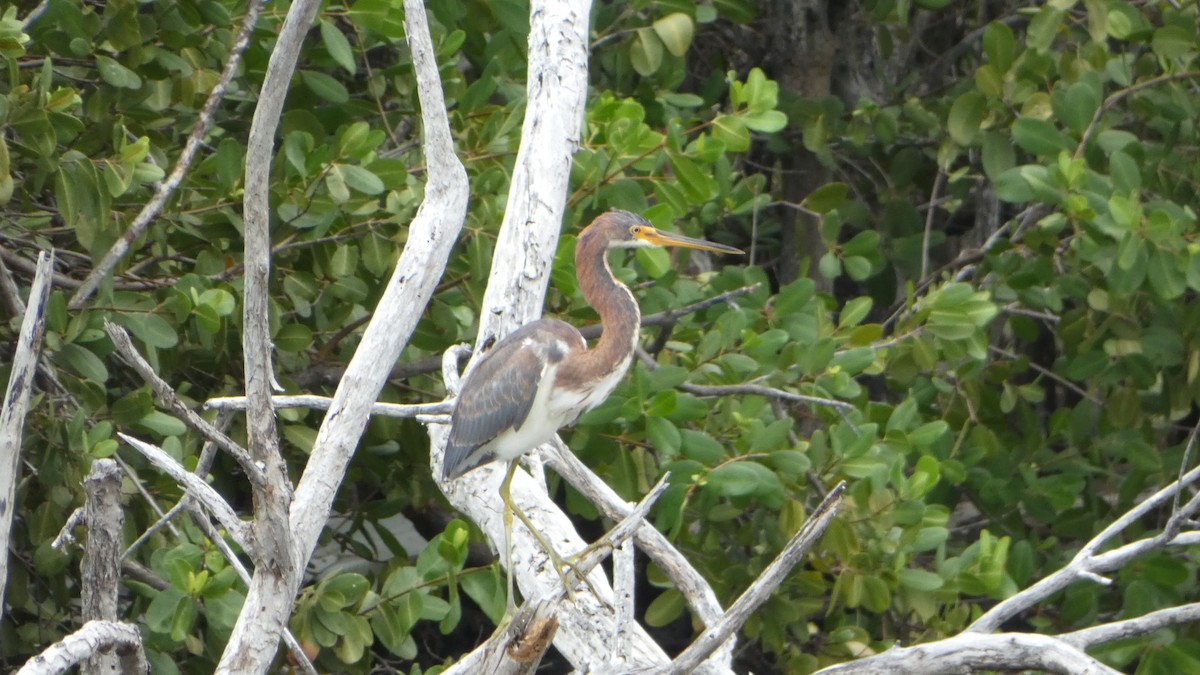 Tricolored Heron - ML614799495
