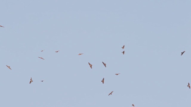 European Honey-buzzard - ML614799521