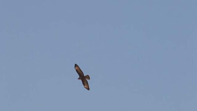 European Honey-buzzard - ML614799522