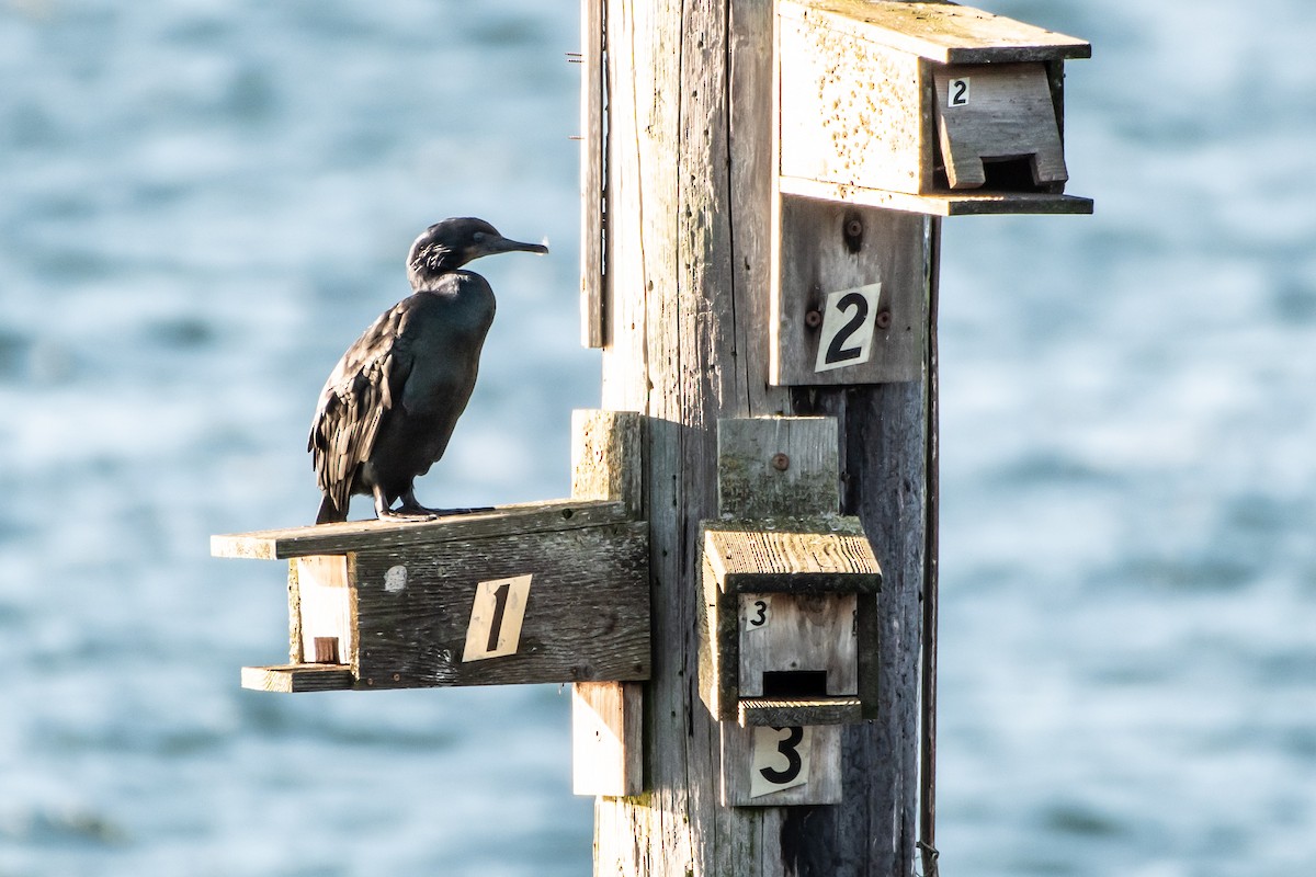 Brandt's Cormorant - ML614799541