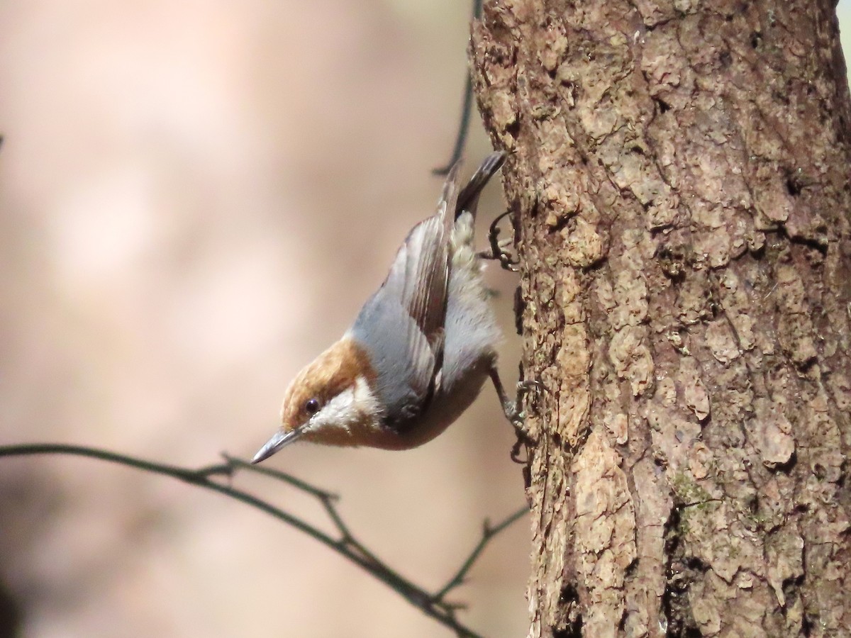 Brown-headed Nuthatch - Teresa Noel