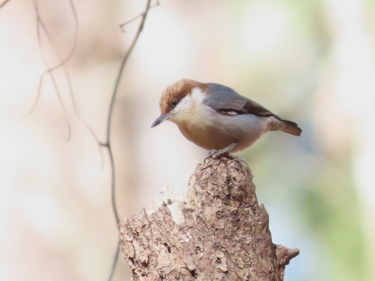 Brown-headed Nuthatch - ML614799554