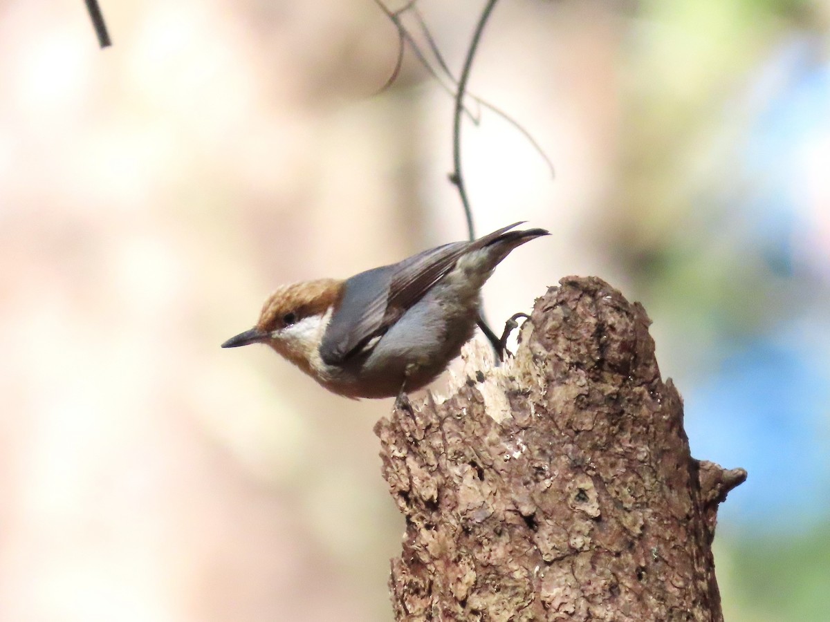 Brown-headed Nuthatch - ML614799555
