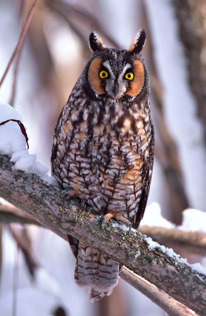 Long-eared Owl - Dean Hester