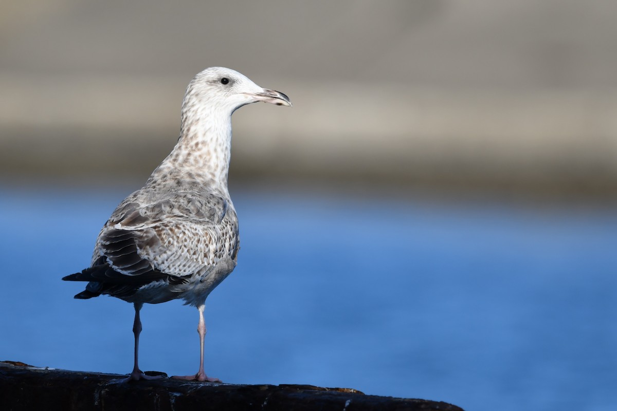 Vega/Mongolian Gull - ML614799573