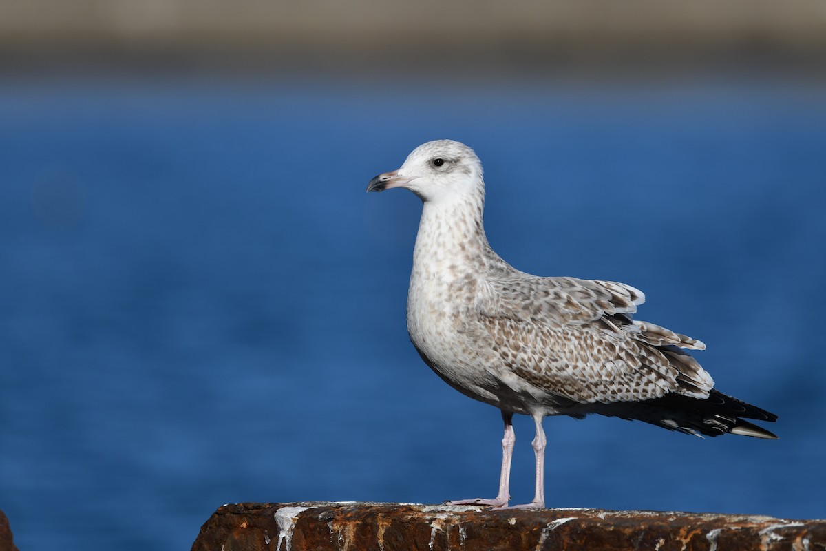 Vega/Mongolian Gull - ML614799574