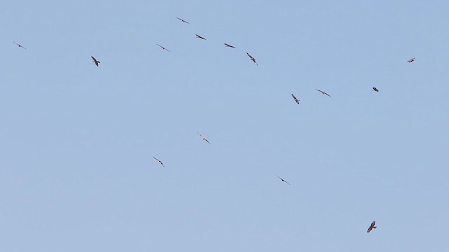 European Honey-buzzard - ML614799579