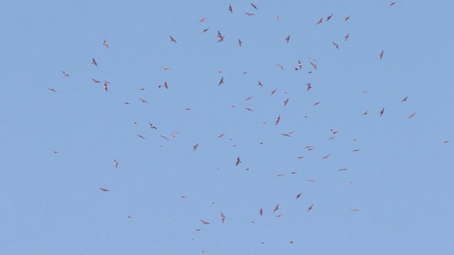 European Honey-buzzard - ML614799580